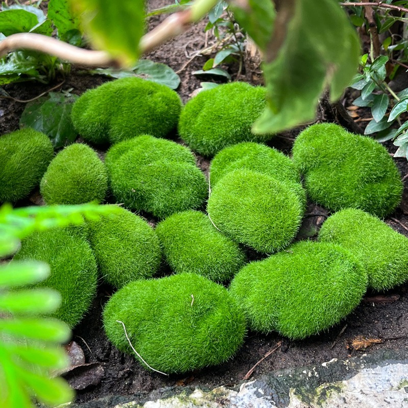 5/30 pz Pietre di Muschio Arti - Sphagnum Moss Dry recensione e prezzo