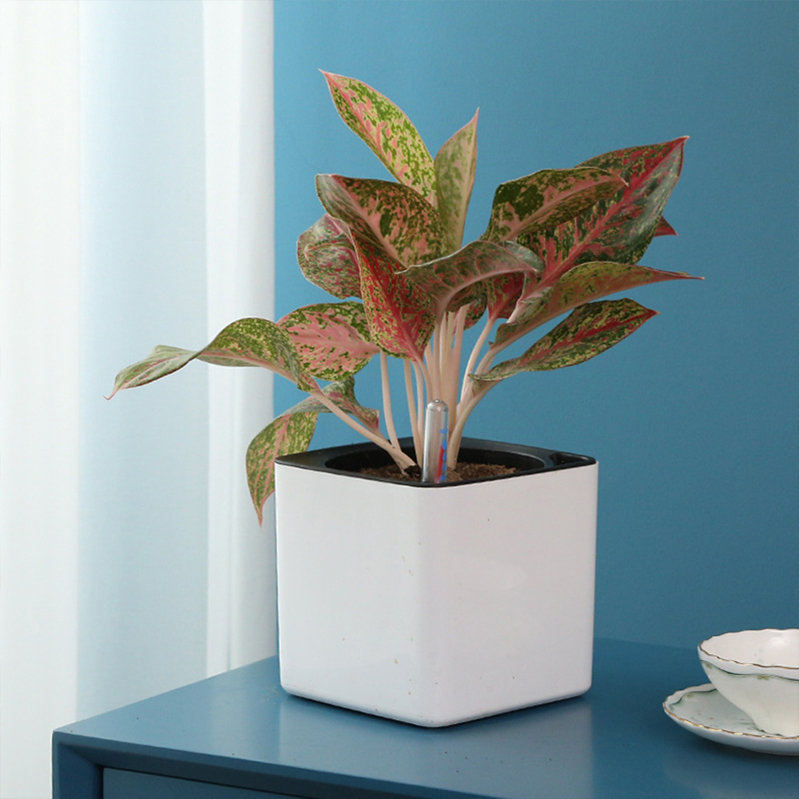 Vaso da fiori pigro di 3 dimen - Self Watering Insert recensione e prezzo