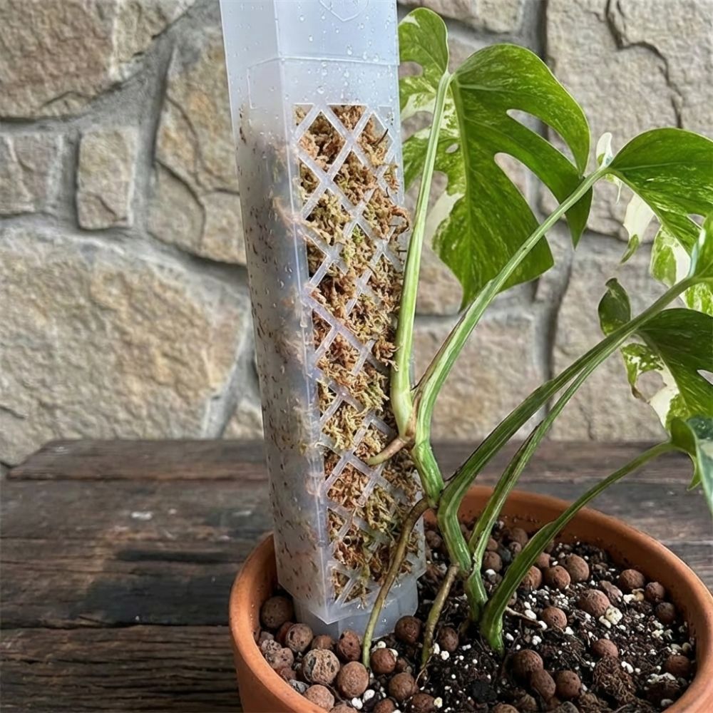 Supporto per Piante a Forma di - Sphagnum Moss Dry recensione e prezzo
