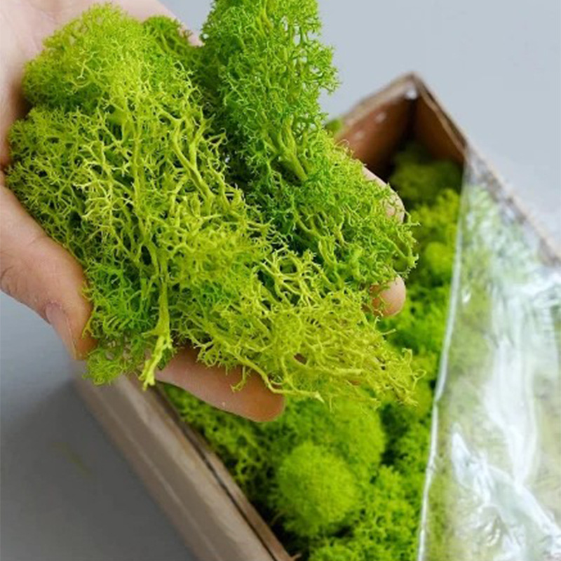 Muschio Eterno 100/200/500g pe - Sphagnum Moss Dry recensione e prezzo