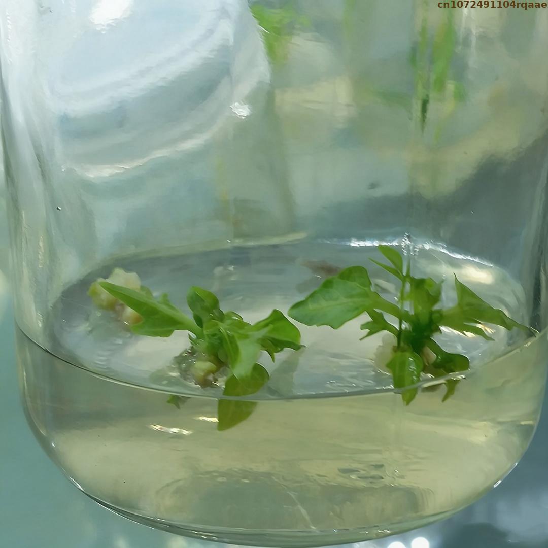 Agar in polvere per colture di - Agar Tissue Culture recensione e prezzo
