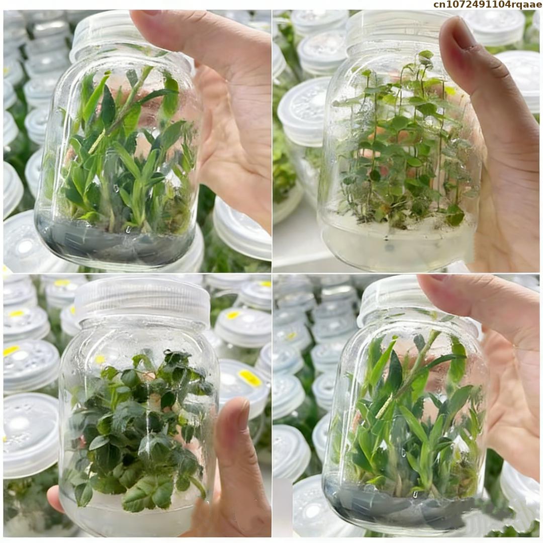 Agar in polvere per colture di - Agar Tissue Culture recensione e prezzo
